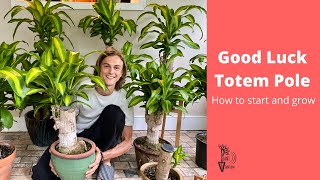 Good Luck Totem Pole Growing Guide  Brazilian Wood Plant  Dracaena fragrans [upl. by Llehcnom]