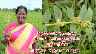 இதில் 2 இலை போதும் உடல் சூடு குறைந்து ஆண்மை பல மடங்கு அதிகரிக்கும் [upl. by Atikihc]