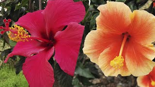 🌈Hibiscus 🌸flores grandes y lindos colores en invierno y primavera🌸 [upl. by Linc416]