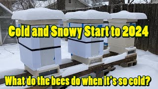 ❹ Bees in winter What are they doing How cold did they get [upl. by Ellecrag]