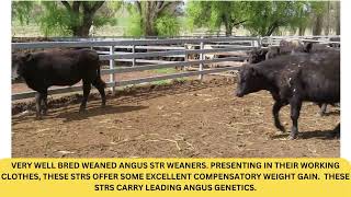 Cobram  Angus Steers [upl. by Nylorak]