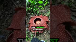 Largest Flower In The World 🤔science rafflesiaarnoldii facts [upl. by Dohsar]