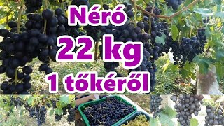 Néró csemegeszőlő 22 kg egy tőkéről [upl. by Nivlem222]