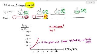 811 Why is the Oxygen Dissociation Curve A CURVE Cambridge AS amp A Level Biology 9700 [upl. by Lanti]