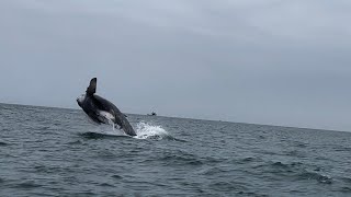 Ballena saltando en Punta Sal [upl. by Neile]