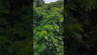 ছাত্র আন্দোলন vairalvideo [upl. by Sergei]