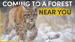 How the Lynx is silently spreading all over Europe [upl. by Odell]