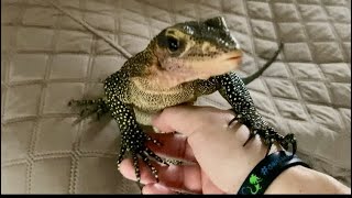 Following my lizard around while he free roams reptiles monitorlizard varanus petlizard animals [upl. by Gerlac]