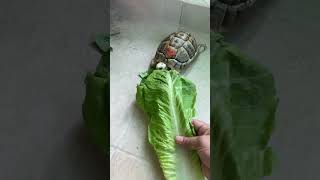 Don’t like palak only want letus tortoise narayan [upl. by Adnohsor]