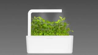 Catnip timelapse Click amp Grow Smart Herb Garden [upl. by Rosse67]