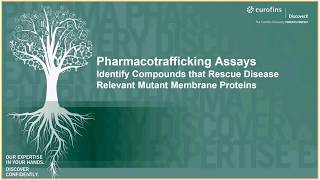 Eurofins DiscoverX Pharmacotrafficking Assay [upl. by Ahseiyk404]