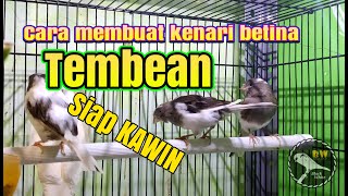 Cara Membuat KENARI Betina TEMBEAN agar Siap KAWIN [upl. by Ephram236]