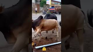 pagla goru🐄 angry bull।। shorts fyp viral youtubeshorts shortvideo gurutiktok cow guru গরু [upl. by Kind]