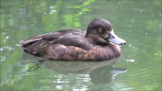 Canards Fondation Gianadda Martigny [upl. by Lleznod]