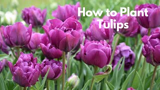 How to Plant Tulips [upl. by Ahtivak828]