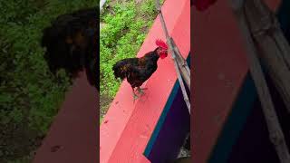 The Sound of a Rooster  Rooster Crowing Sound [upl. by Asirralc]