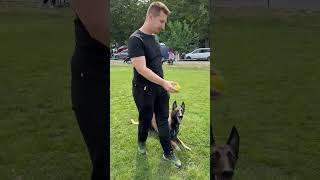 Mastering Focus Belgian Shepherd Malinois Obedience Training at Dog Pageant [upl. by Dedrick]