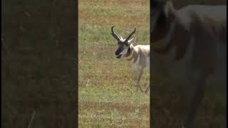 Pronghorn buck in rut nature pronghorn [upl. by Pearlstein4]