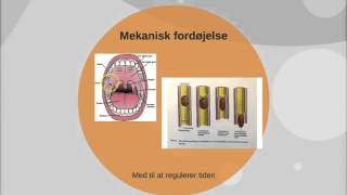 Fordøjelsessystemet i hovedtræk [upl. by Anitsej]