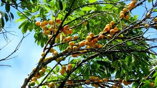 ENXERTO DE JABUCABEIRA NA FRUTÍFERA CAMBUCÁ [upl. by Anelyak]