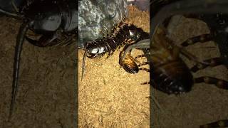 Scolopendra gigantea black morph [upl. by Cirderf]