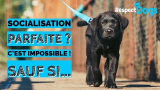 SOCIALISATION du CHIOT  Ce qu’on ne vous a JAMAIS expliqué [upl. by Uyerta]