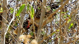 West Mexican Chachalaca  endemic [upl. by Ahsimak]