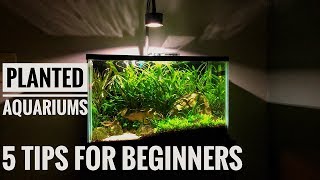 PLANTED AQUARIUMS FOR BEGINNERS 5 tips for lowtech tanks [upl. by Schnabel]