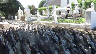 South African duck parade Vergenoegd Winery [upl. by Yeung513]