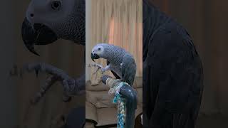 Chikkuttan playing with feather  Malayalam talking parrot  African grey parrot shortsvideo [upl. by Ilehs]