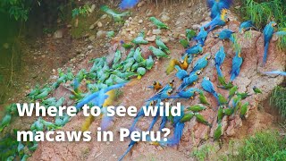 Where can I see Wild Macaws   Tambopata PERU [upl. by Sira]