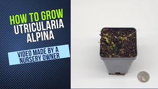 Utricularia Alpina Cultivation and Propagation Guide Carnivorous Plant How To Grow and Clone [upl. by Boles365]