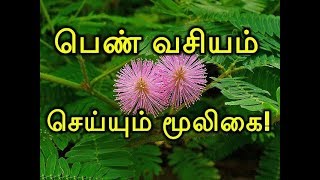 பெண் வசியம் செய்யும் மூலிகை [upl. by Elocin3]