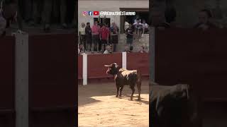 El Toro Salta el Burladero por la Chica Peñafiel [upl. by Esiuole]