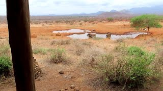 Kilaguni Serena Lodge Tsavo West Kenia Kenya [upl. by Peri]