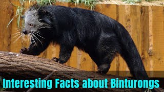 13 Interesting Facts about Binturongs  About Binturong or Bearcat [upl. by Nady]