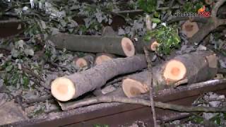 Baum stürzt auf Bahngleise in Kriftel und legt den Bahnverkehr lahm [upl. by Selrhc611]