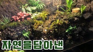 폭포와시냇물이흐르는 거북이 팔루다리움Paludarium flowing with waterfalls and streams [upl. by Ayanet]