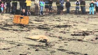 Elephant Seal Release [upl. by Gerty938]