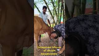 intravenous injection latest technique by Mathur Mondalhow to give IV infusion in a cow [upl. by Gothart682]