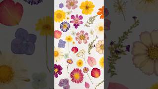 Watch our pressed flowers🌸✨ [upl. by Bilak]