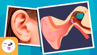 The Human EAR for Kids  Compilation Video  Sense Organs [upl. by Asikal]