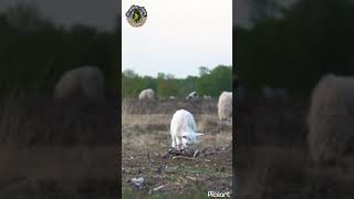 Sheep eats the grasstrustgod animalshorts animal sheepfarming sheepgoatfarming shorts [upl. by Doehne278]