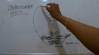 THE LUMBAR SPINE BIOMECHANICS PART 10 THORACOLUMBAR FASCIA [upl. by Delfeena458]