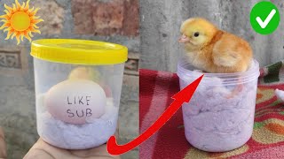 How to hatch eggs at home without incubator  amazing eggs hatching without incubator [upl. by Iegres]