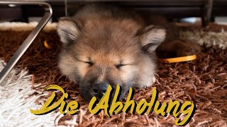 Wir holen unseren Welpen Akamaru ab 🐶 Eurasier 8 Wochen alt  Life of Akamaru 002 [upl. by Dlanor541]