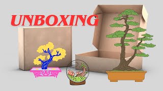 UNBOXING Nuevos árbolitos bonsai arboles naturaleza plantas 500subs [upl. by Suoirrad]