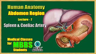 NEXT MEDICO 2022  MBBS  Abdomen Region  Spleen amp Coeliac Artery Lecture  7 [upl. by Solotsopa190]