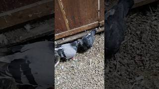 Mother pigeon feeding baby pigeon pigeon kalapati حمامة pigeonlover pet [upl. by Ileane]