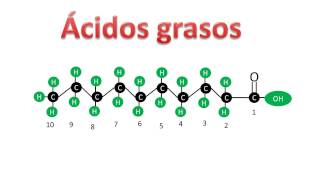 Ácidos grasos saturados e insaturados  Bioquímica [upl. by Bogosian]